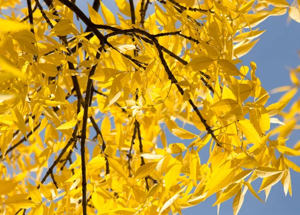 Желтые листья на дереве против голубого неба — стоковое фото