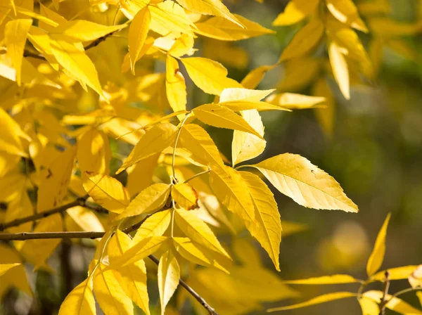 Yellow leaves on the tree in autumn — Stock Photo, Image