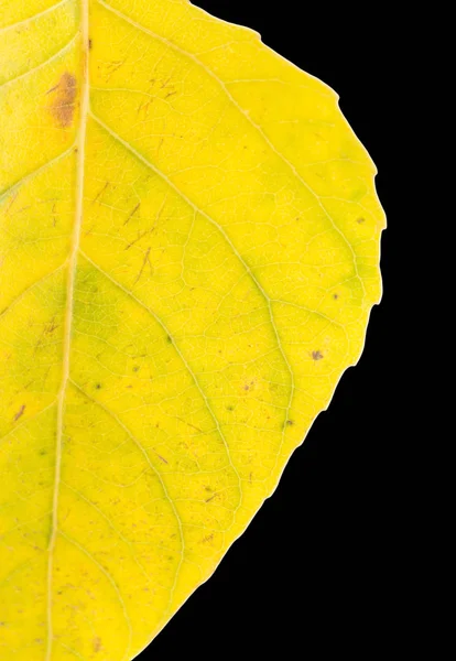 Yellow leaf on a black background — Stock Photo, Image