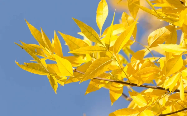 Hojas amarillas en el árbol contra el cielo azul — Foto de Stock