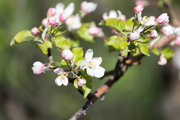 Flores en el manzano en la naturaleza — Foto de Stock