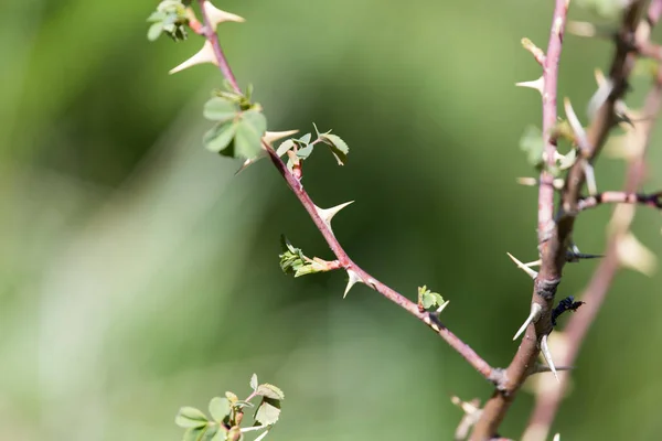 Espinas en las ramas de una planta — Foto de Stock