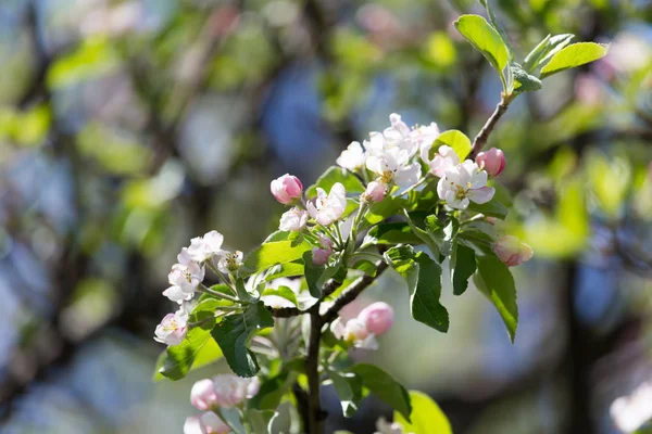 Flowers on apple tree in nature — Stock Photo, Image