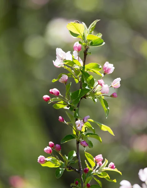 Fleurs sur pommier dans la nature — Photo