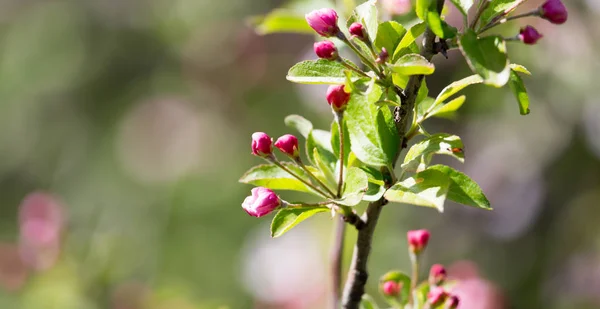 Flores en el manzano en la naturaleza — Foto de Stock