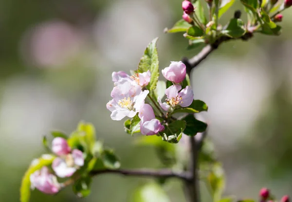 Flowers on apple tree in nature — Stock Photo, Image