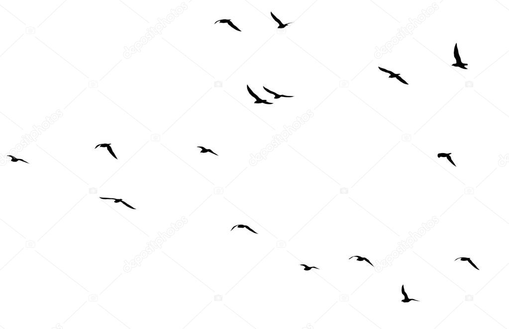 a flock of birds on a white background