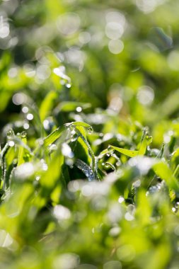 Doğadaki yeşil çimlere çiy damlaları düşer.