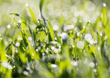 Doğadaki yeşil çimlere çiy damlaları düşer.