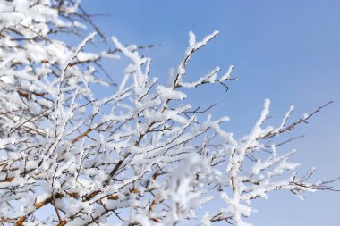 Mavi gökyüzüne karşı kardaki bir ağacın dalı