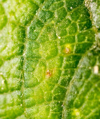 yeşil yaprak. Super makro