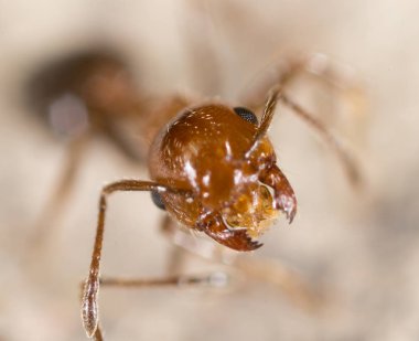 karınca doğada. Super makro