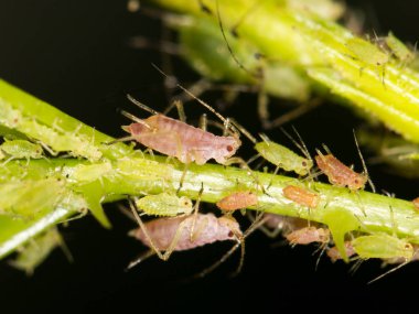 yaprak bitleri bitki üzerinde. Kapat