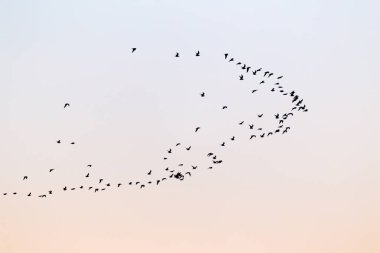 Gün batımında bir kuş sürüsü