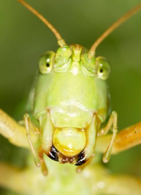 Çekirge. Super makro