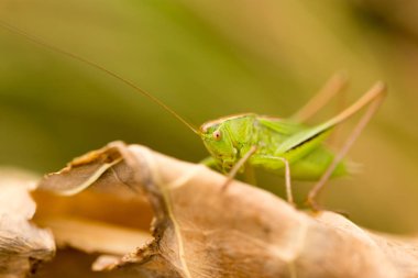 Çekirge doğada. Kapat