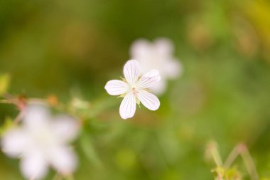 Doğada beyaz çiçek