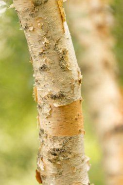 huş ağacı gövde doğada vahşi