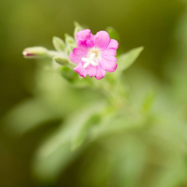 doğada Pembe çiçek