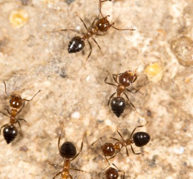 Karıncalar yere. Kapat