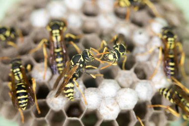 Arı kovanlarını üzerinde