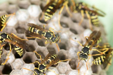 Arı kovanlarını üzerinde