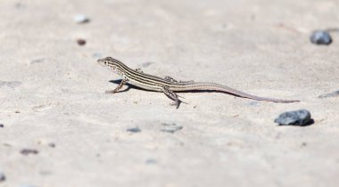 Kertenkele beton üzerinde