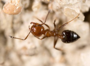 yerde karınca. Super makro