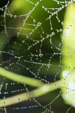 Doğada örümcek ağında su damlacıkları