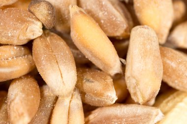 buğday tanesi. Super makro