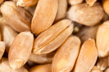 buğday tanesi. Super makro