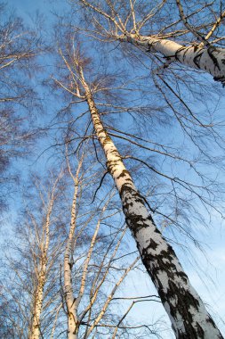 gündoğumu güneşe huş ağacı