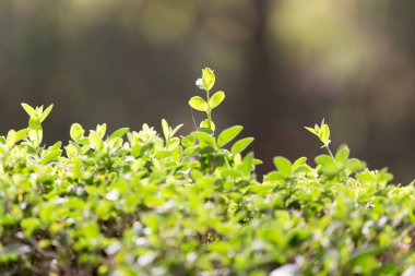 Bush doğada güzel yaprakları