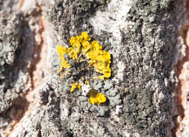 ağaç üzerinde sarı yosun