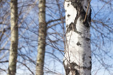 Birch mavi gökyüzü gövde