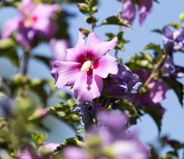 doğanın güzel mor çiçek