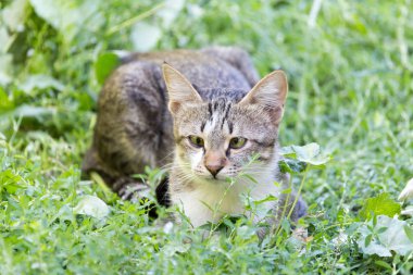 Çimlerdeki kedi doğada
