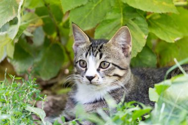 Çimlerdeki kedi doğada