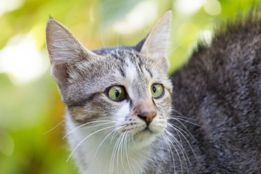 Çimlerdeki kedi doğada