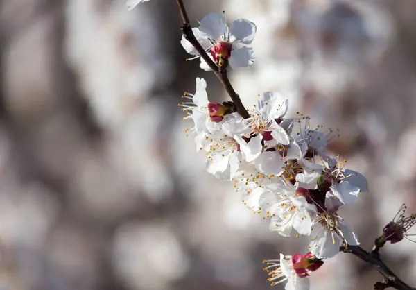 Flores de albaricoque en el árbol — Foto de Stock
