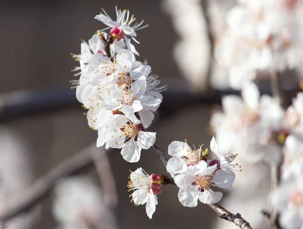 Ağaç üzerinde kayısı çiçek — Stok fotoğraf