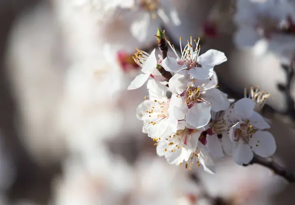 Flores de albaricoque en el árbol — Foto de Stock