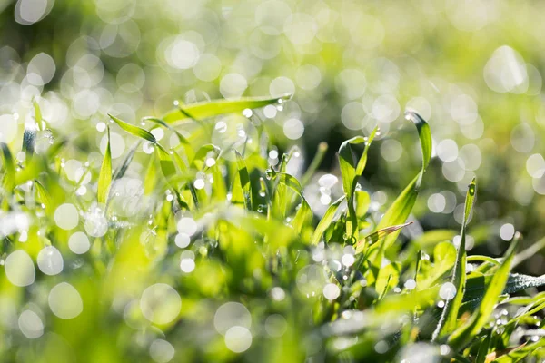 Gotas de orvalho na grama verde na natureza — Fotografia de Stock