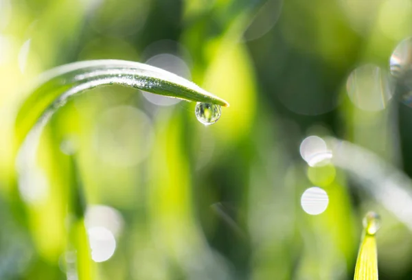 Gotas de orvalho na grama verde na natureza — Fotografia de Stock