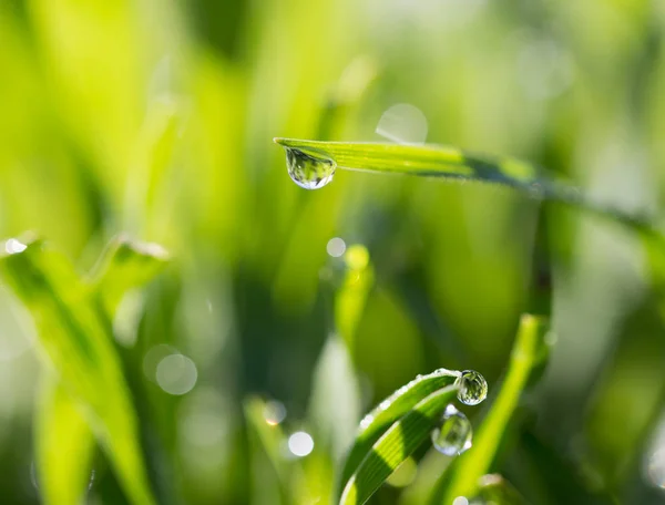 Daggdroppar på grönt gräs i naturen — Stockfoto