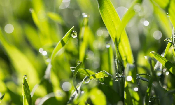 Капли росы на зеленой траве в природе — стоковое фото