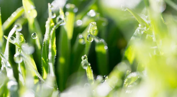 Капли росы на зеленой траве в природе — стоковое фото