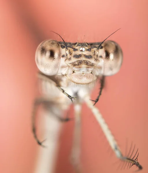 Libélula en la naturaleza. cerrar —  Fotos de Stock