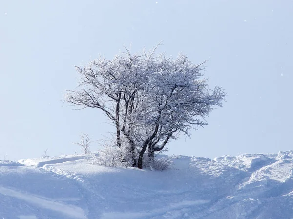Rama de árbol en la nieve en el invierno —  Fotos de Stock