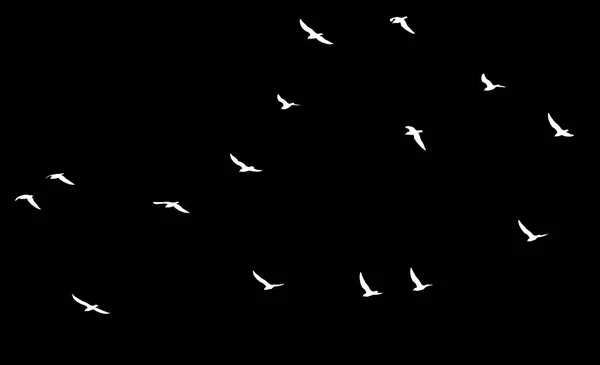 Hejno ptáků na černém pozadí — Stock fotografie